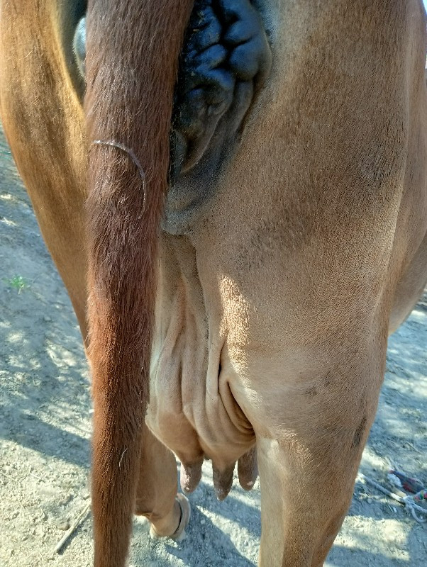 ગાય વેચવાની છે...