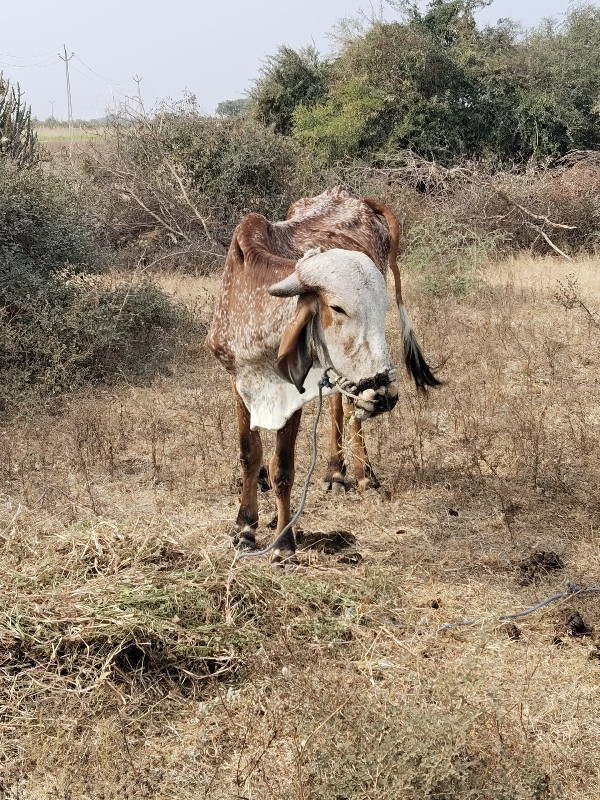 ઘરનો ગોટલો વેચવ...