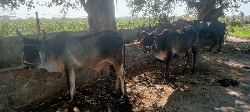 વાસળા વેચવાના છ...