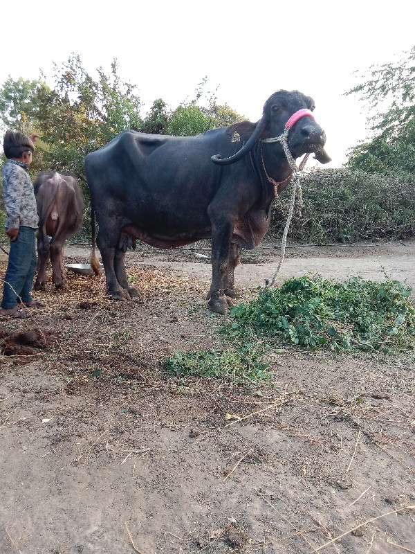 સાતમો મહિનો ગાભ...