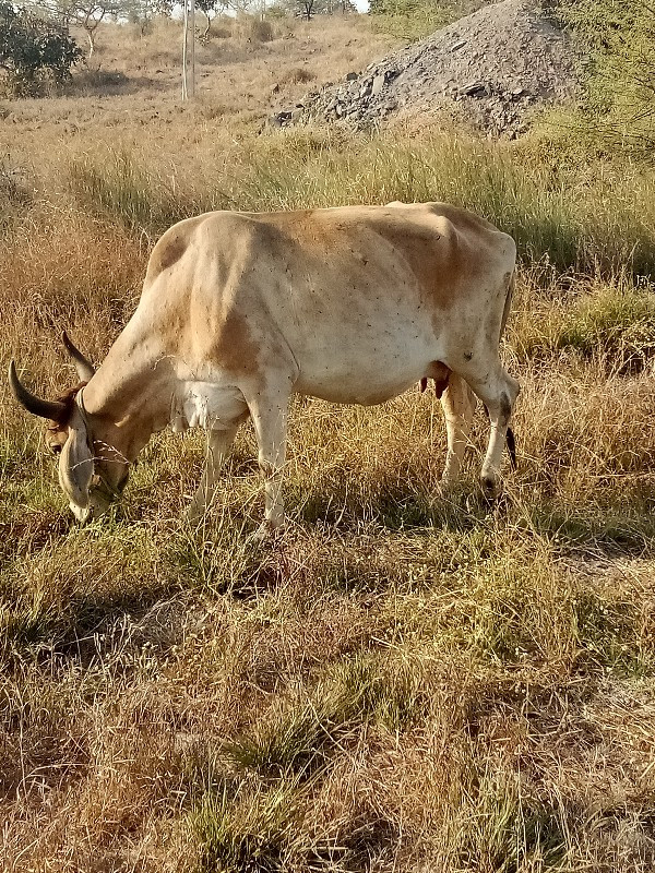 ગાય વેસવાની છે