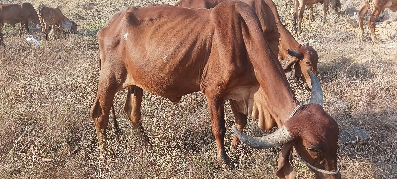 6 ગાયો આપવાની સ...