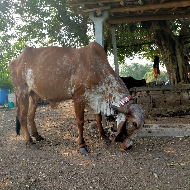 ગીર ગાય વે સવાન...