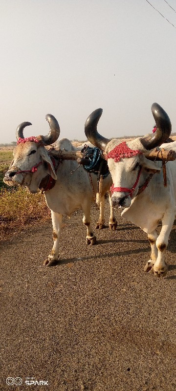 devbhumi Dwarka...