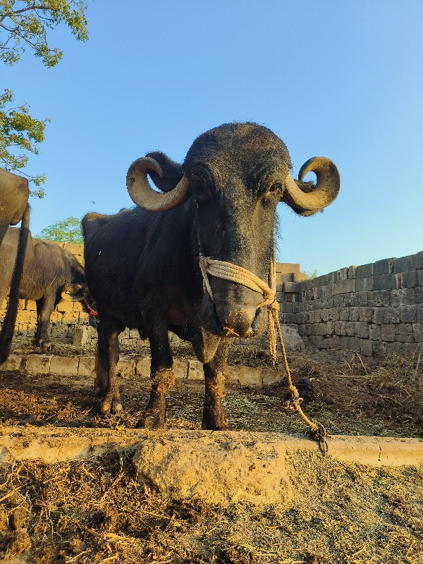 ભેંસ વેચવાની છે