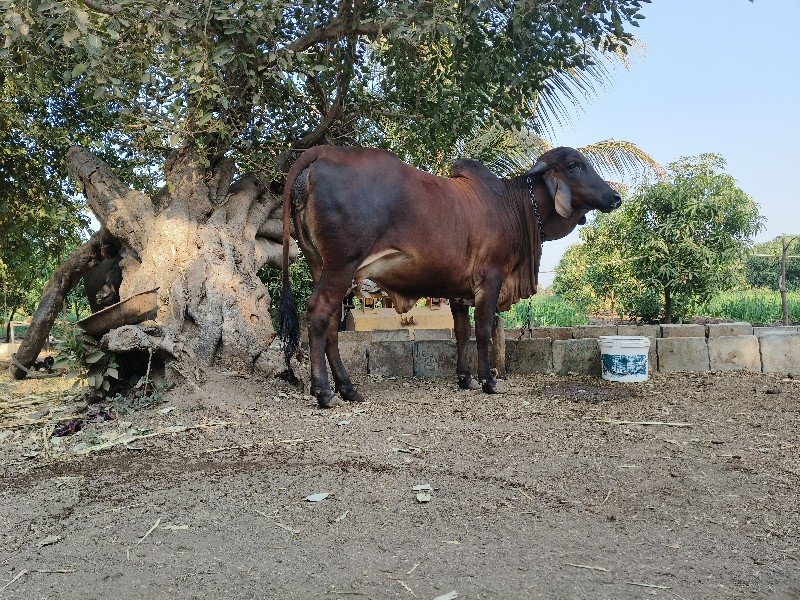 ગીર ગાય વેચવાની...