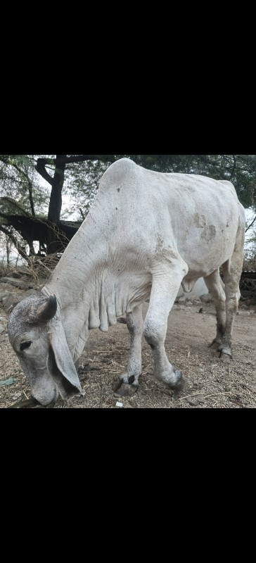 લિલડી ગીર વોળકી