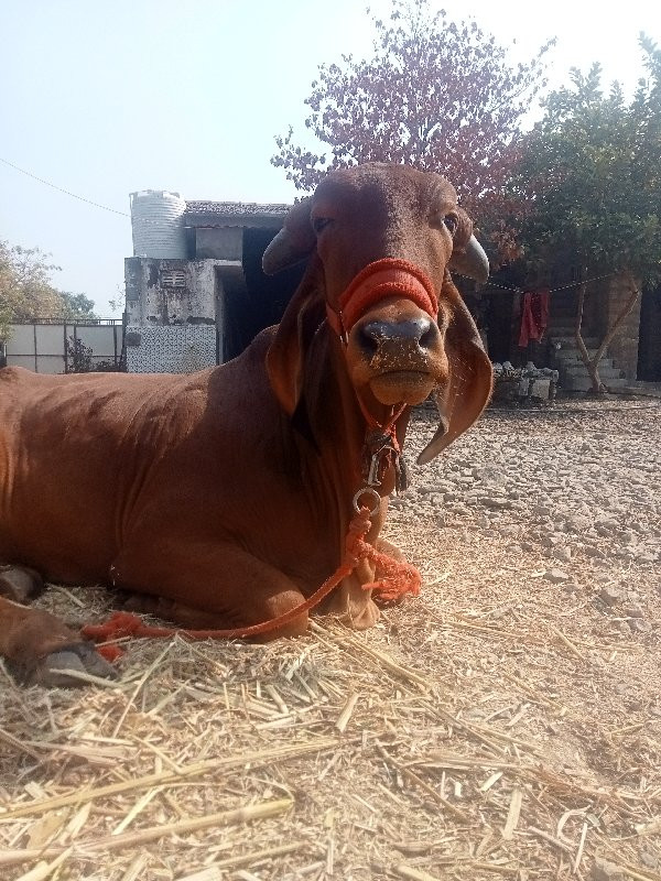 બે ગીર ઓળકા વહે...