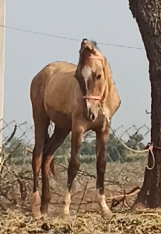 આગરીયા જીલ્લો ર...