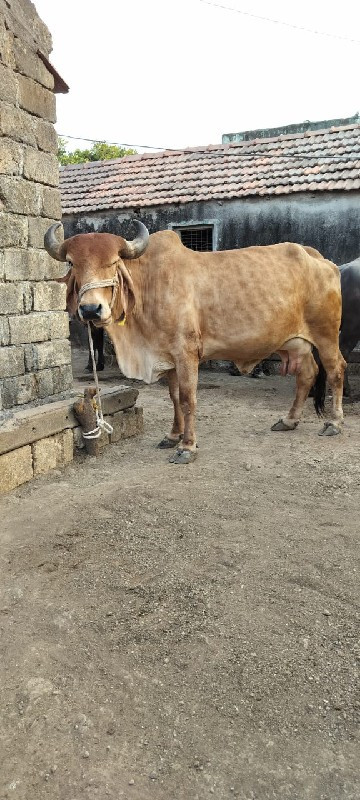 ગાય વેસ્વાની સે