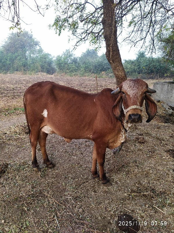 ગીર હોડકી વેચવા...