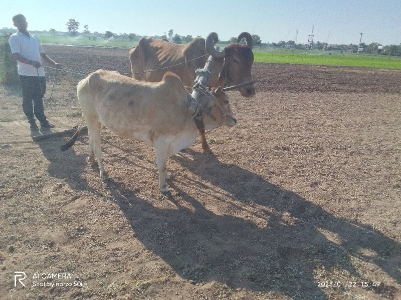 ગોઢલો