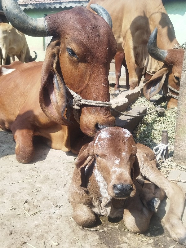 ગીર ગાય વેચવાની...