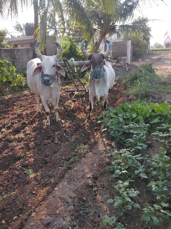 બળદ વેચવાના છે