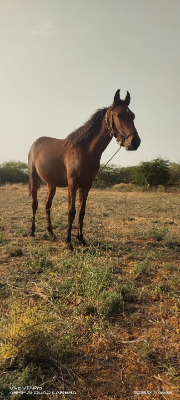 ઘોડો