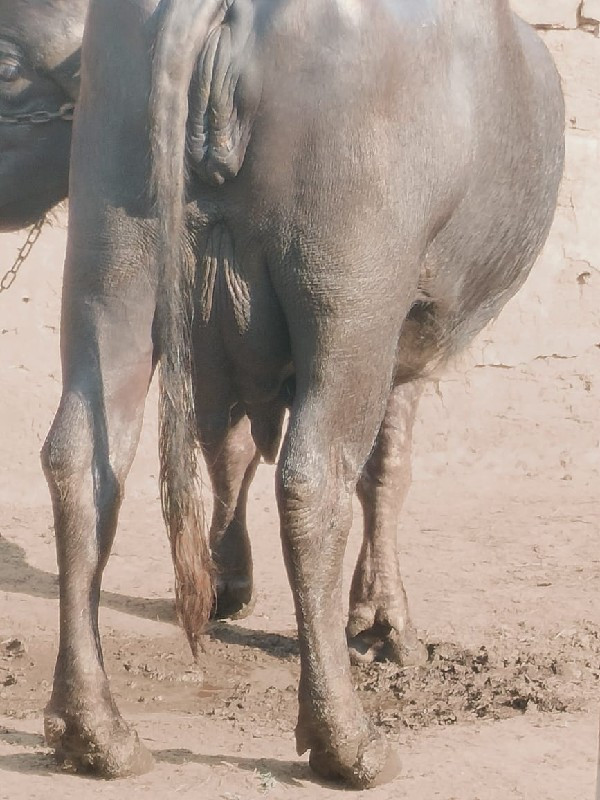 ભેસ વેસવાની છે...