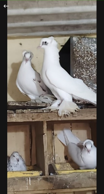 કબુતર હરે સાટા ડોગ ના 96017 11 3 2