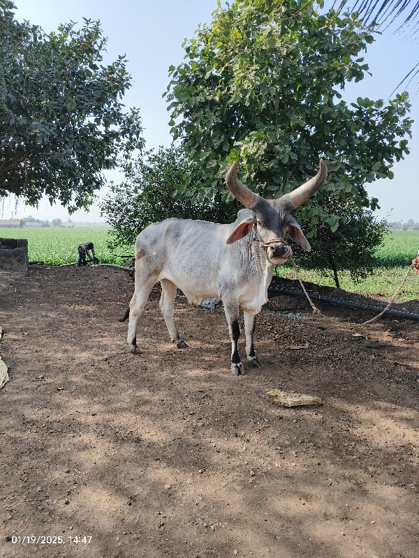 ગોઢલો વેચવાનું