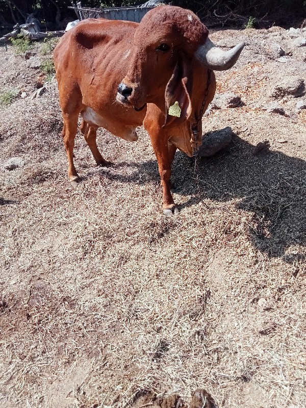 ગાય વેચવાની છે