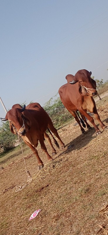 દેવીપુજક લે વેચ