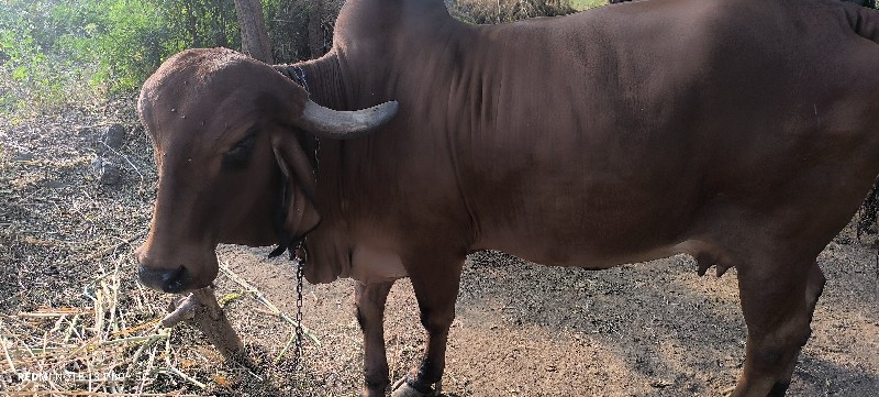 ગીર ગાય વેસવા ન...