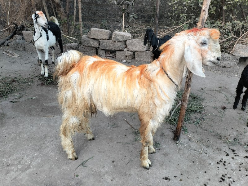 Bakra Deewana 6