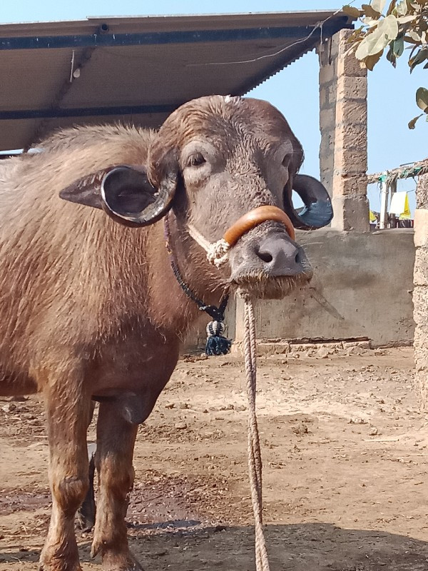 આ ભુરી ખડેલી