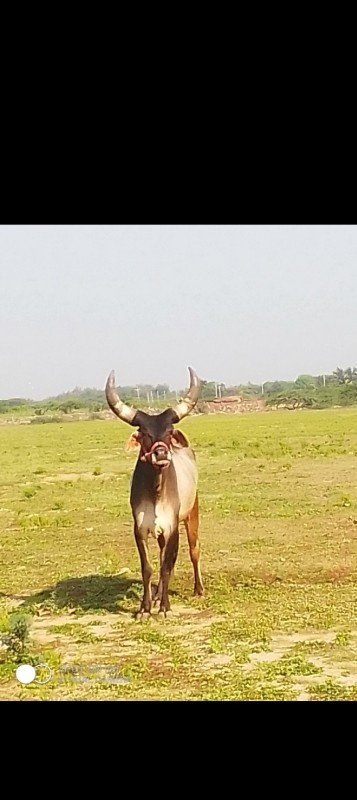 ઘોધલો વેચવા નો...