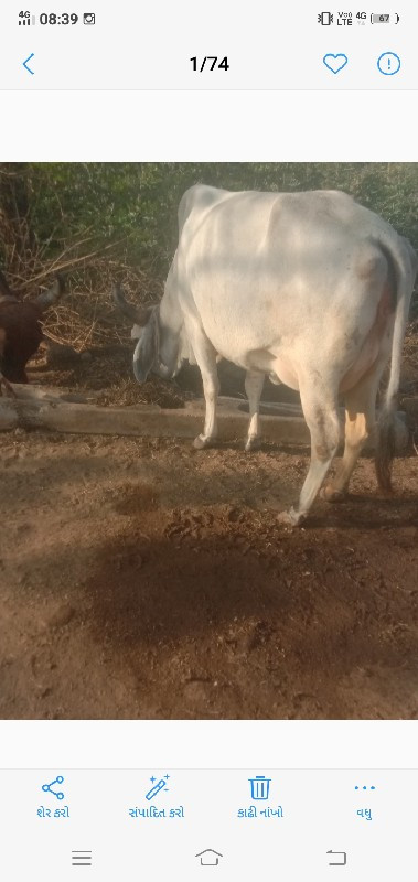 ત્રણ દેશી ગાયું...