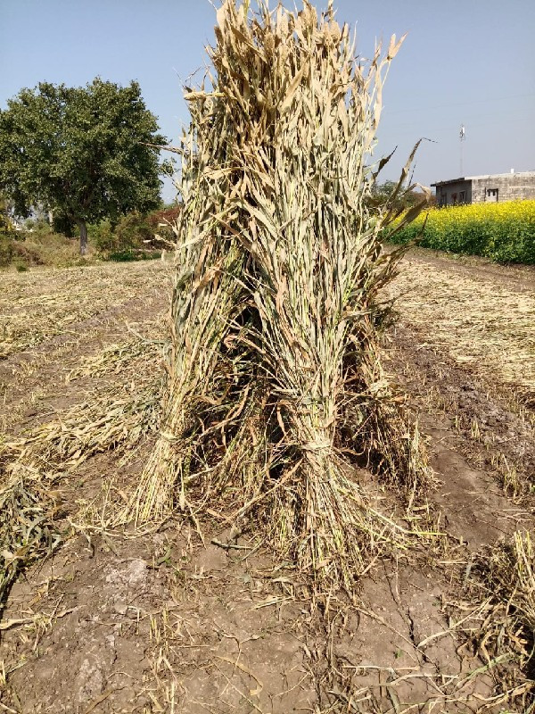 રમેશ ભાઈ  રાઠોડ...