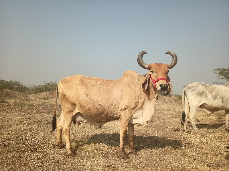 ગાય