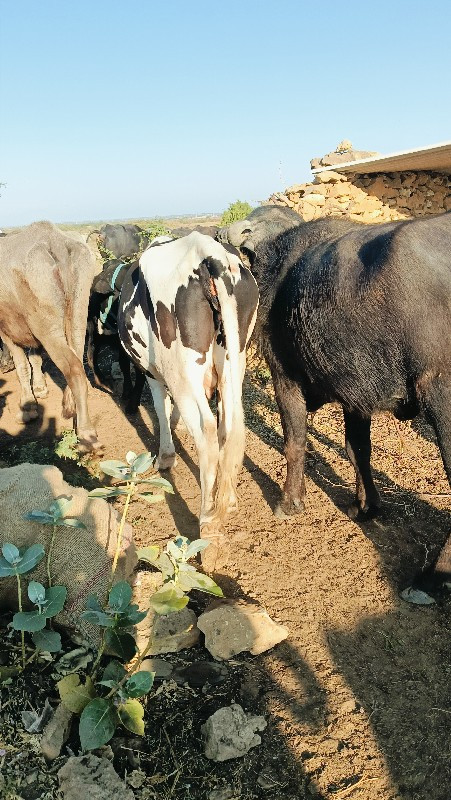 ગાય વેચવાની છે