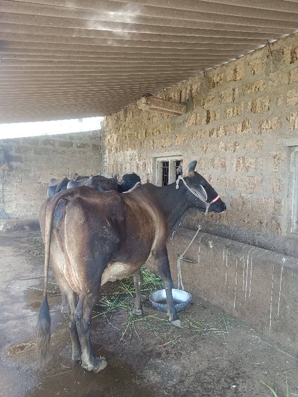 ગાય વેચવાની છે