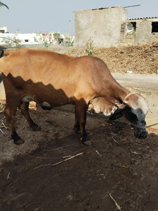 ગાય વેચવાની