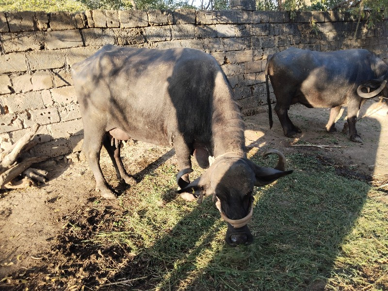 બે ભેંશ વેશવાની...