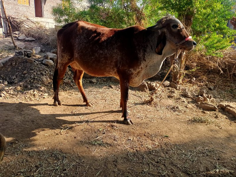 ગાય