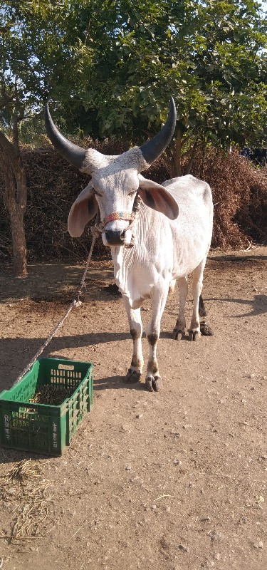 આવો ગોધલો લેવાન...