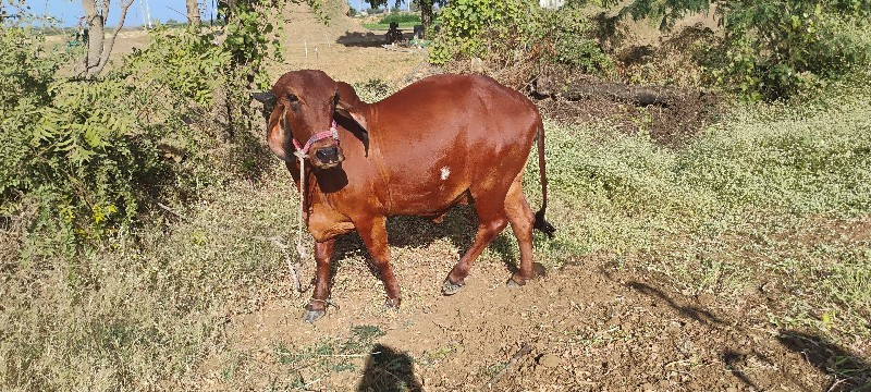 ગાય વેચવાની છે