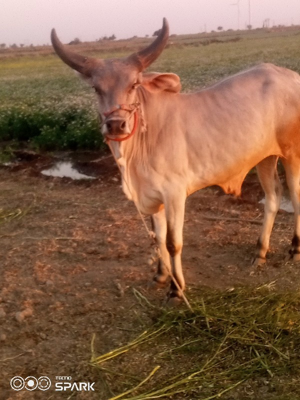 ગોઢલા વેચવાના છ...