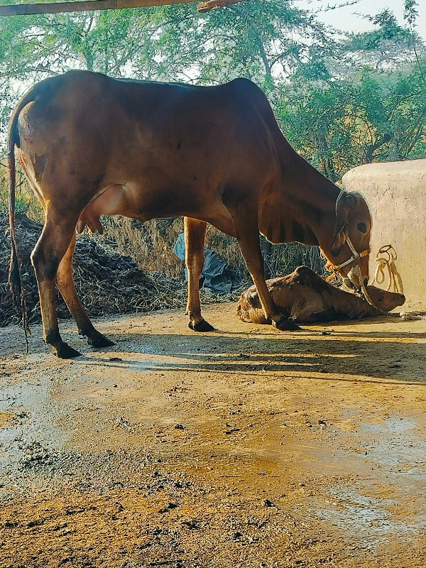 ગાય દેવાનિછે