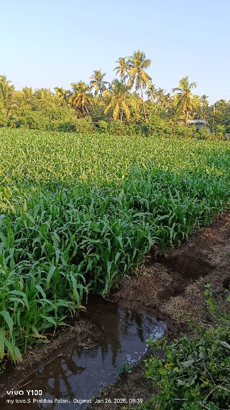 મકાઈનો ચાળો વેચ...