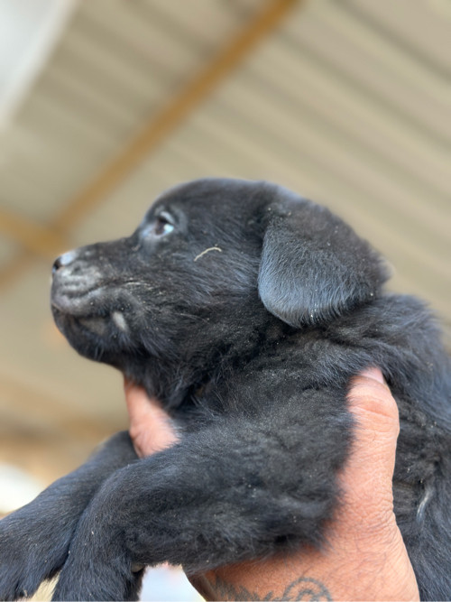 Black lebra dog