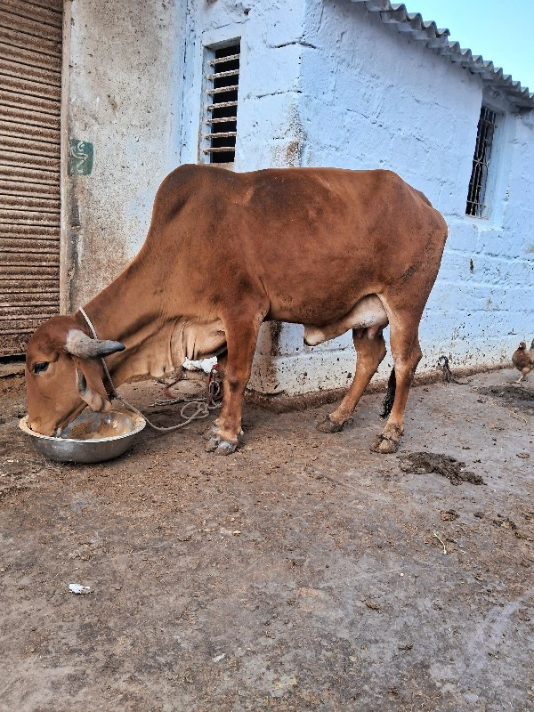 પેલુ વેતર