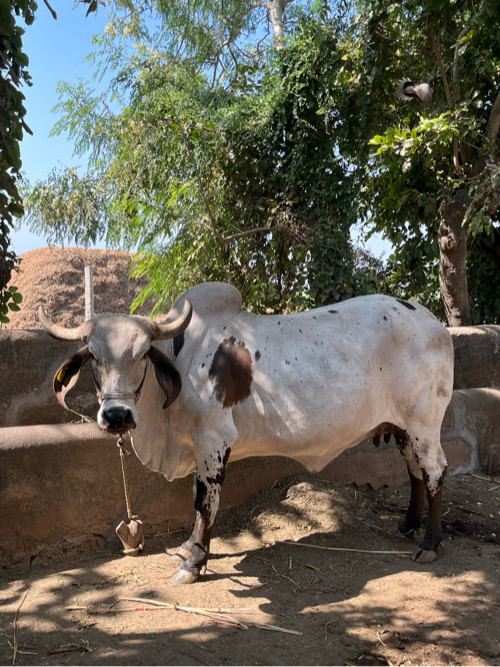 ગાય વેચવાની છે