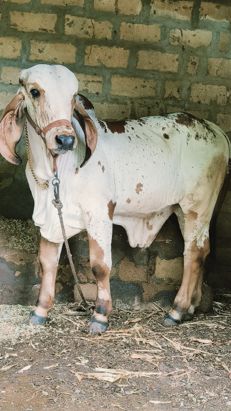 વાચડો