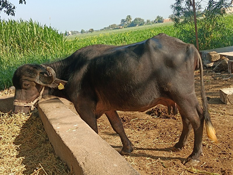 વેતર બીજુ