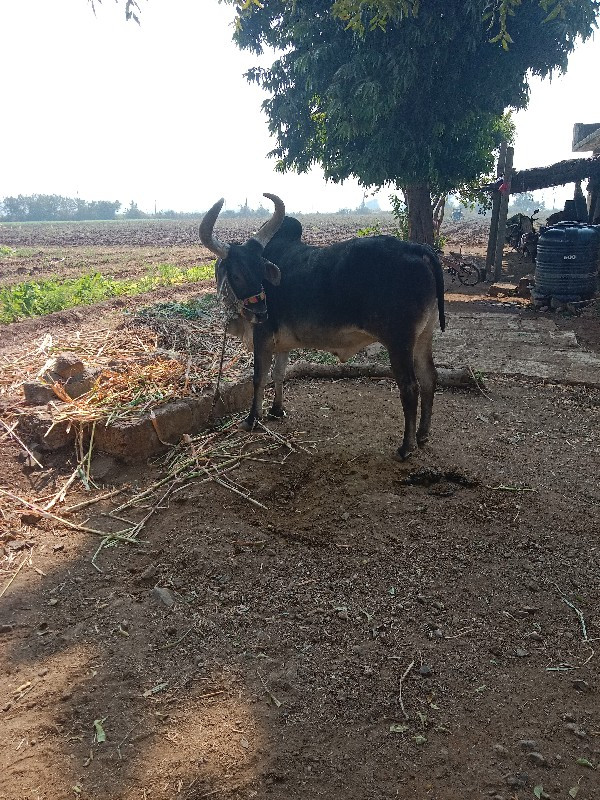 ગોઢલો