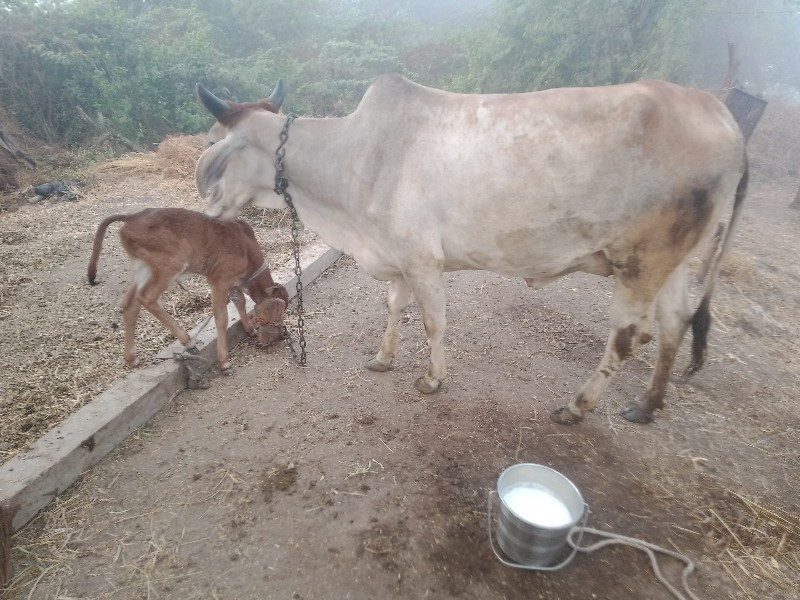 એક.પેલુવેતરદોવા...