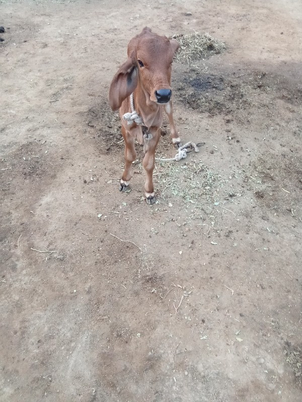 ગાયવેસવાનીછે પા...