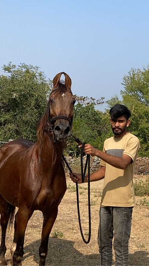 ઘોડી અને વછેરી...